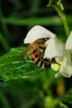 Macro side view of Caucasian Bee collecting pollen under a white flower  写真素材