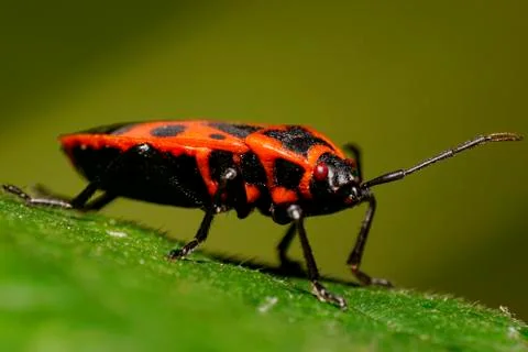 Macro side view of Caucasian red soldier bug with long mustaches  库存照片