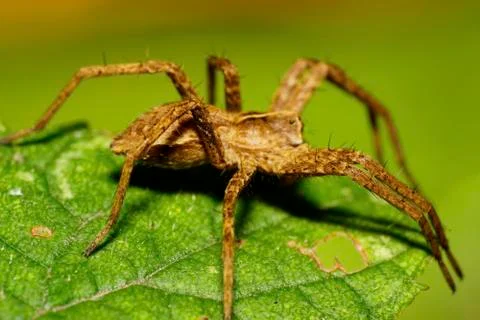 Macro side view of Caucasian red Solpuga leaping spider on leaf Stock Photos