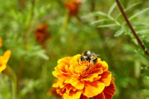Macro side view of Caucasian tri-color bumblebee with pollen 写真素材