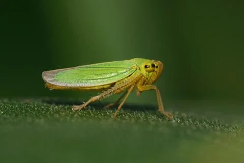 Macro side view of cicada Cicadella viridis on green background Stock Photos