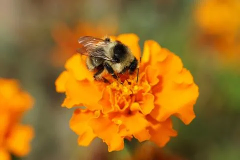 Macro side view of fluffy gray-black and striped bumblebee Bombus serrisquama 写真素材