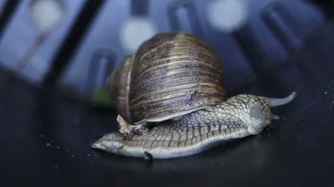 Macro Side View of Garden Snail Stock Footage 89894273