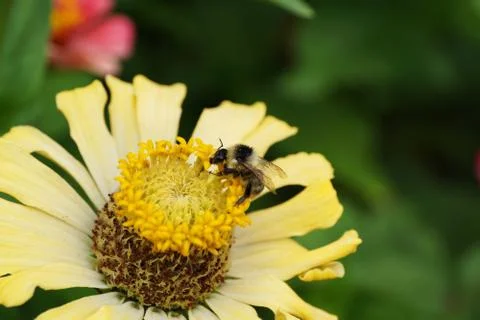 Macro side view of gray-black Caucasian bumblebee Bombus serrisquama on Arctium Foto stock