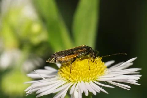 Macro side view of green-bronze beetle Alleculidae with long antennas  库存照片