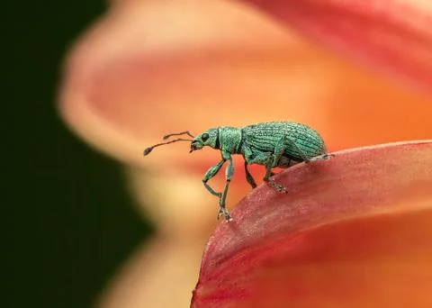 Macro side view of Green Immigrant Leaf Weevil on orange flower Stock Photos