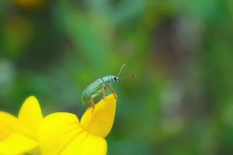 Macro side view of Green Immigrant Leaf Weevil on yellow flower Stock Photos