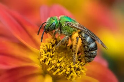 Macro side view of green wild bee on orange flower Stock Photos