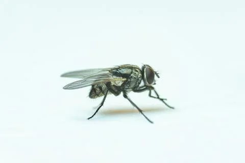 Macro side view of a housefly on a white surface Stock Photos