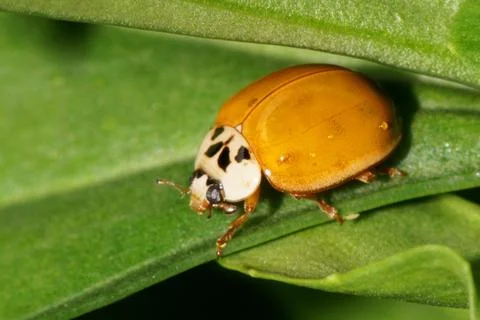 Macro side view of a little ladybug with water droplets 写真素材