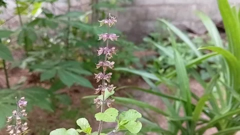 Macro Side View Of Maduruthela Holy Basil Plant Flower Stock-Footage 340201693