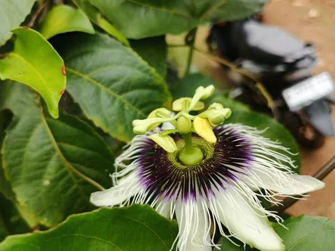 Macro side view of a Passion fruit flower (Passiflora edulis) 写真素材