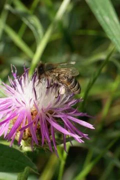 Macro side view of pollen collecting on violet cornflower of gray bee 库存照片