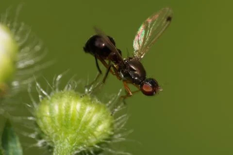 Macro side view of a small black Caucasian fly ants on a fluffy bud 库存照片