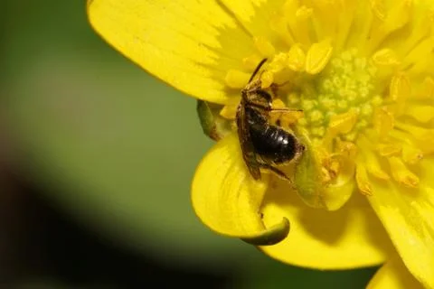 Macro side view of a small dark Caucasian wild bee in stamens  Stock Photos