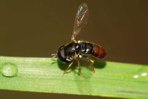 Macro side view of a small dark brown floral fly on a green leaf after a rain Stock Photos