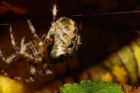 Macro side view of spider Araneus hanging on cobweb in shelter of leaves Stock Photos