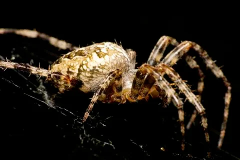 Macro side view of a spider Araneus diadematus on black background 写真素材