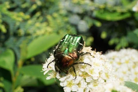 Macro side view of a spotted green shiny scarab beetle Cetonia Stock Photos