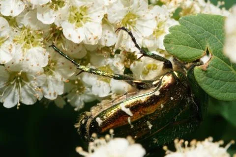 Macro side view of a spotted, green, shiny and hanging upside down beetle  写真素材