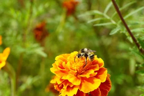 Macro side view of a striped black and yellow bumblebee with pollen 库存照片