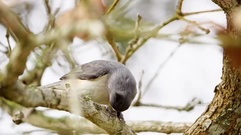 Macro Side View: Tufted x Black-crested Titmouse Feeding Stock-Footage 306884012