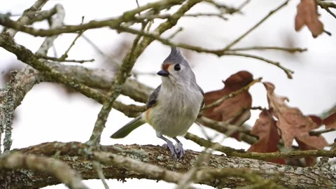 Macro Side View: Tufted x Black-crested Titmouse Feeding Stock-Footage 306884844