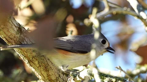 Macro Side View: Tufted x Black-crested Titmouse Feeding Stock-Footage 306919725