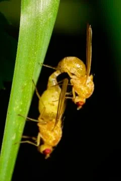 Macro side view of two Caucasian breeding flies on a blade of grass 写真素材