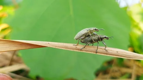 Macro Side View of Two Green Weevils Mating on Dry Leaf Video stock 319340817