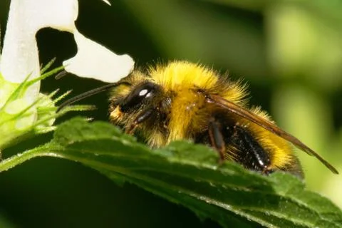 Macro side view of yellow-black striped Caucasian bumblebee Bombus Stock Photos