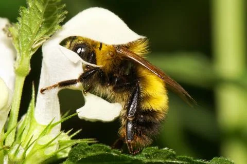 Macro side view yellow-black striped caucasian bumblebee Bombus inside flower Stock Photos