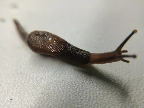 Macro side view of a Yellow-shelled semi-slug (Parmarion martensi) 写真素材