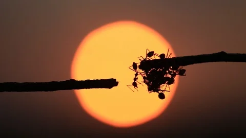 Macro silhouette red ant  Stock Footage 87027656