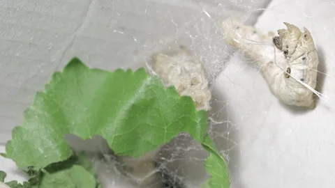 Macro Silkworm Spinning Silk Thread Inside Cocoon Stock Footage 324969443