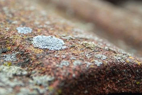Macro of silver lichen on red textured stone Stock Photos