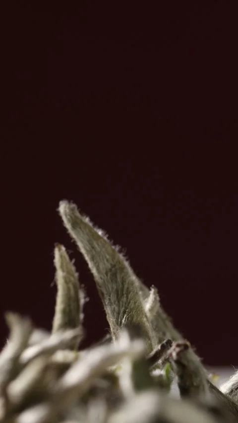 Macro of Silver Needle White Tea Buds Rotating on Black Background Stock Footage 340006167