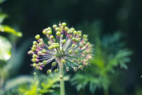 Macro Of single Allium seed head with greed seed pods on stalks Stock Photos