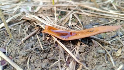 Macro of a Single Black Ant Drinking Water on a Dried Leaf Видео 332315350