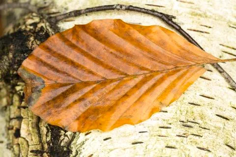 Macro of a single brown beech leaf Foto stock