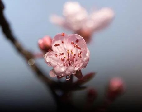 Macro of single cherry tree blossom with stamen and pollen and rain drops Stock Photos