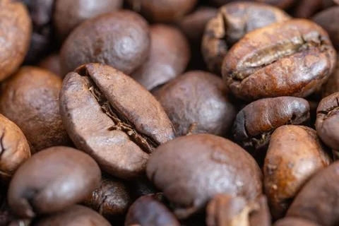 Macro single coffee bean detail reveals surface crack and oil, textured skin  Stock Photos