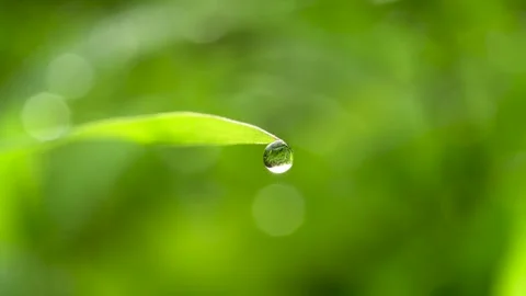 Macro of a Single Dewdrop Hanging from a Blade of Grass. Stock Footage 317174832