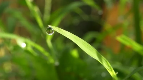Macro of a Single Dewdrop Hanging from a Blade of Grass. Stock Footage 317174919
