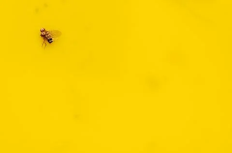 Macro of a single fruit fly caught on a sticky paper trap Stock Photos