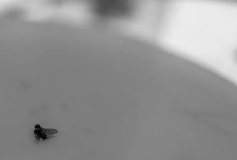Macro of a single fruit fly caught on a sticky paper trap Stock Photos