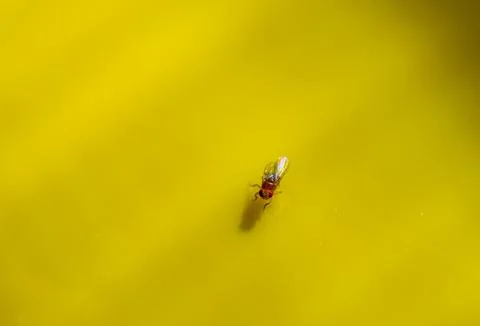 Macro of a single fruit fly caught on a sticky paper trap Stock Photos