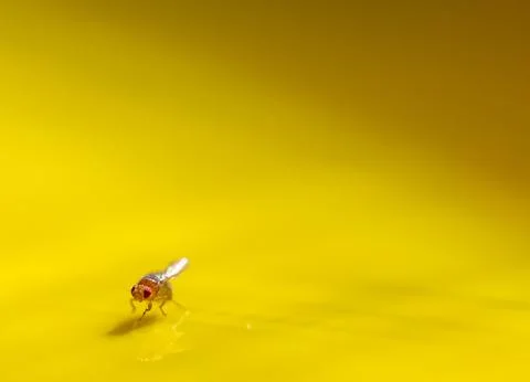 Macro of a single fruit fly caught on a sticky paper trap Foto stock