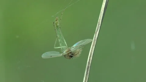 Macro of a Single Male Midge Tangled and Hanging in a Spider Silk Thread Stock Footage 334085480