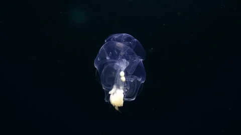 Macro of Siphonophore Pulsating in Open Ocean at Night Stock Footage 332623293